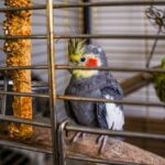 why does my cockatiel bite me causes and fixes