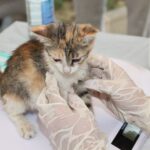 why does my kitten have diarrhea causes care