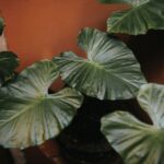 why is my alocasia drooping 5 common causes