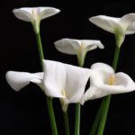 why is my calla lily drooping causes and solutions