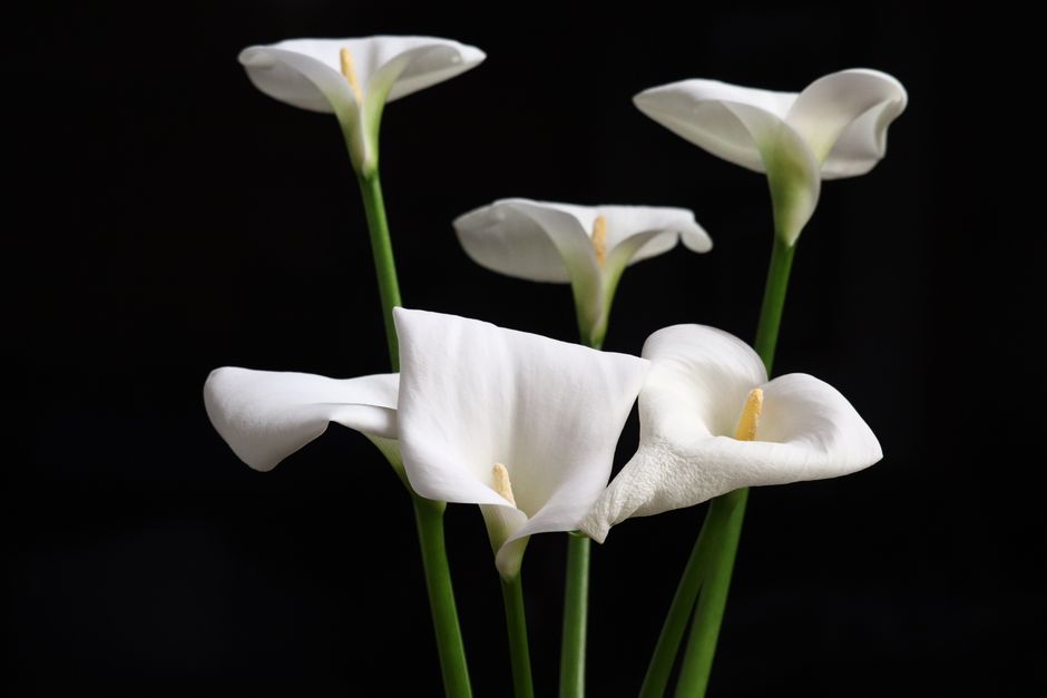 why is my calla lily drooping causes and solutions