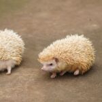 why is my hedgehog bleeding causes and what to do