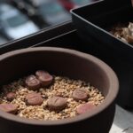 why is my lithops squishy and how do i fix it