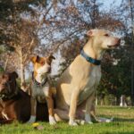 why is my pitbull drooling so much causes explained