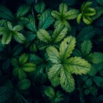 why is my potentilla shrub dying and how to save it