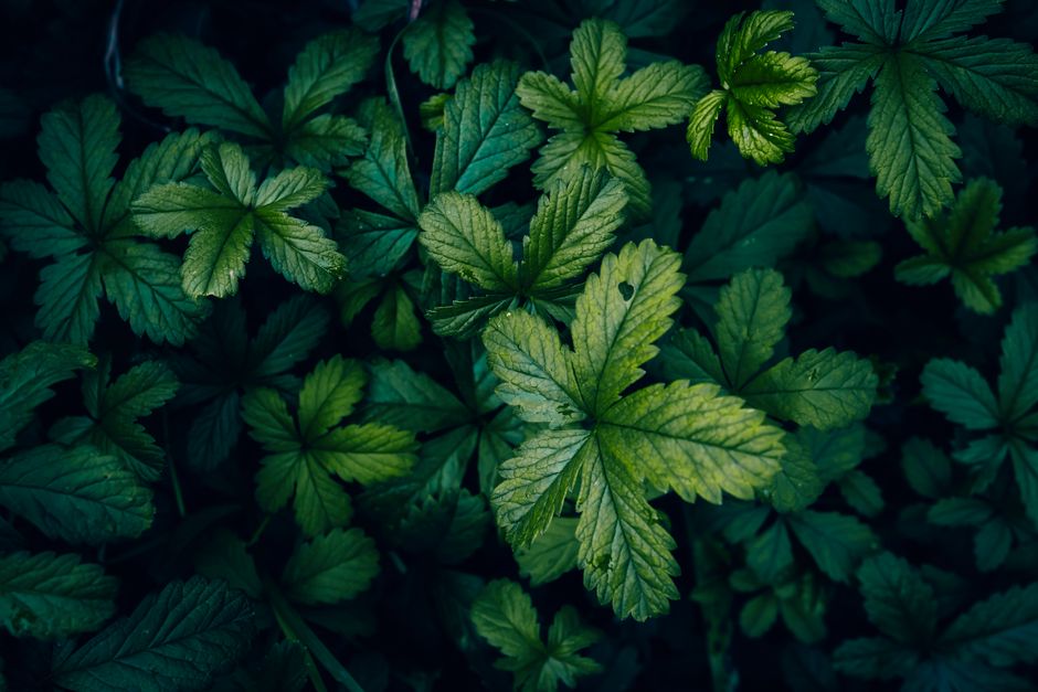 why is my potentilla shrub dying and how to save it