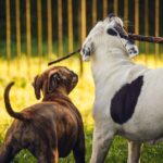 why is my puppy pooping mucus causes when to worry
