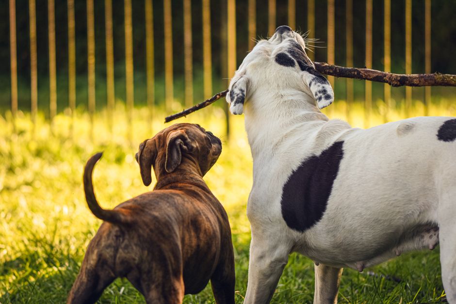 why is my puppy pooping mucus causes when to worry