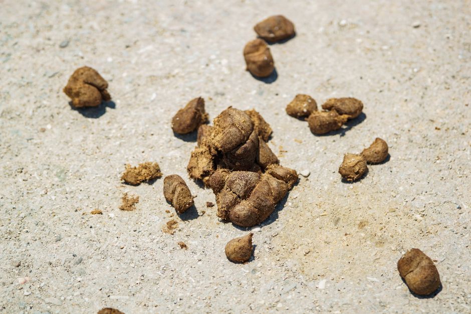 why is your poop not solid