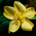 will st john's wort help anxiety