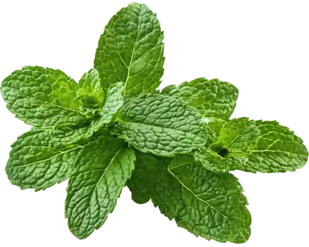 Peppermint extract
