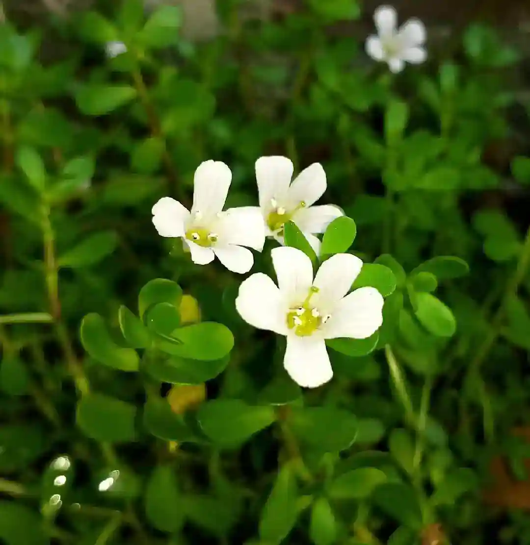 Neuro Sharp Reviews 2026: Fact-Check of the Brain Supplement 13 St. John's Wort Flower