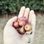 are crab apples edible