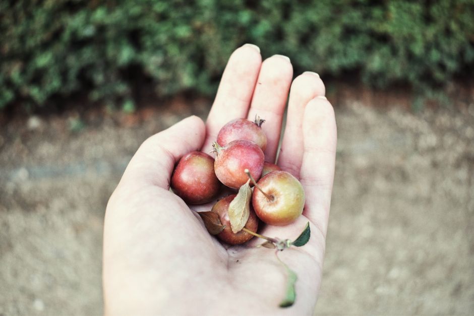 are crab apples edible