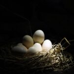 are eggs good for you during pregnancy