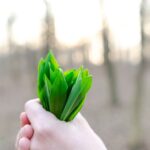 are garlic leaves edible how to harvest and use them