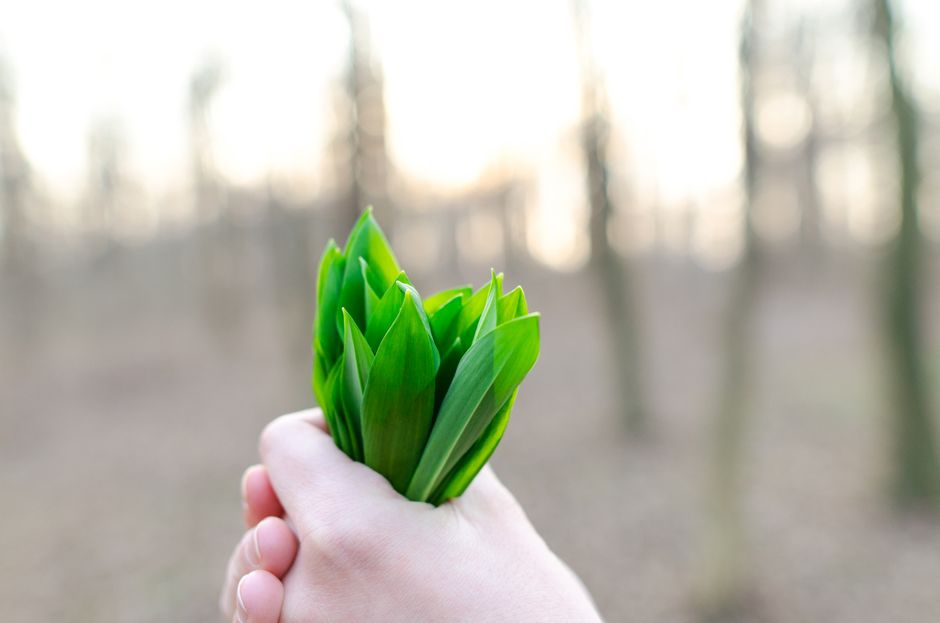 are garlic leaves edible how to harvest and use them