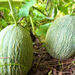 are melon leaves edible nutrition uses