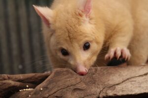 Are Possums Nasty The Truth About Their Behavior? 9 are possums nasty the truth about their behavior