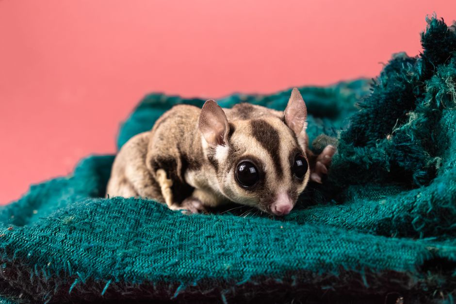 are possums nocturnal explaining their nighttime behavior