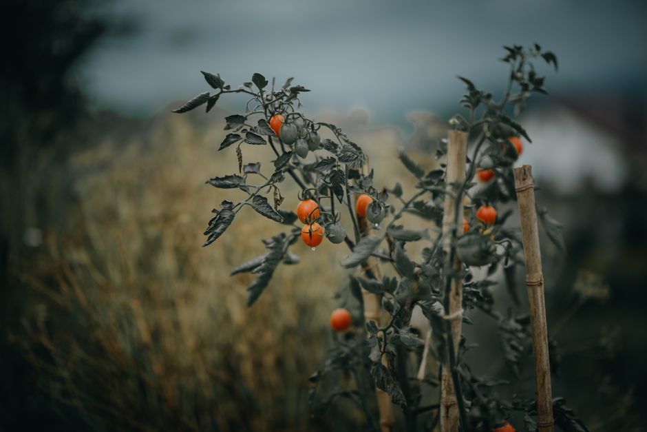 are tomatoes annual or perennial the botanical answer
