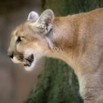 can a cougar kill a human and how to stay safe