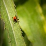 can fleas live without host
