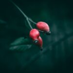 can i mix rosehip oil with castor oil for my face