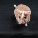 can mice get rabies