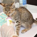 can overfeeding a kitten cause diarrhea