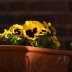can pansies live indoors and how to care for them