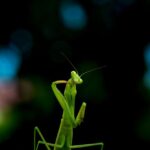 can praying mantises hurt you
