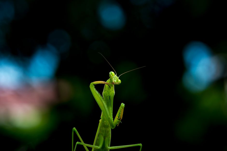 can praying mantises hurt you