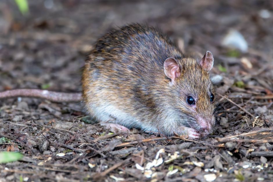 can rats get rabies