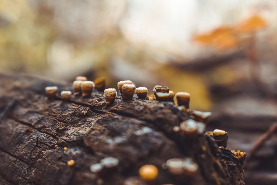 can shrooms grow mold identifying and preventing it