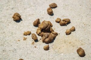 Can You Puke Up Feces? Facts 8 can you puke up feces