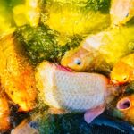 do carp eat algae a look at their diet and impact