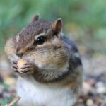 do chipmunks like cheese and is it safe for them