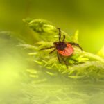 do ladybugs bite why they do and if its harmful