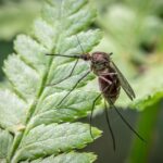 do male mosquitoes bite