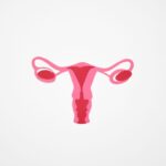 do ovaries produce testosterone how it works