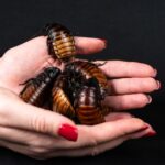 do roaches bite humans