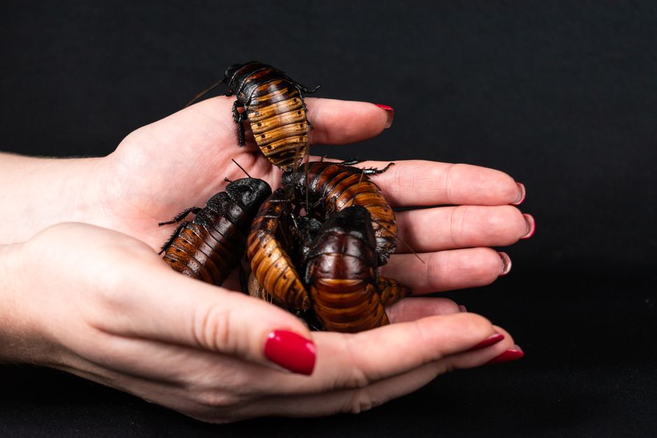 do roaches bite humans