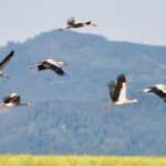 do stork bites go away