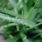 does aloe gel help sunburn