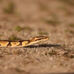 does ball pythons have teeth