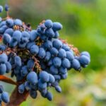 does berberine lower blood pressure and by how much