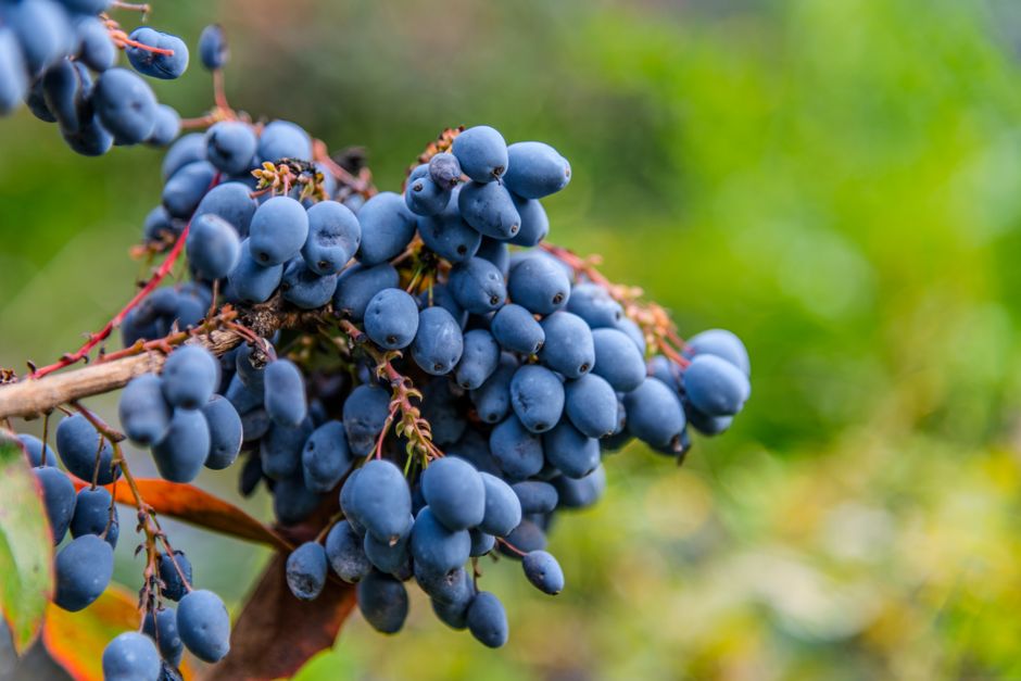does berberine lower blood pressure and by how much