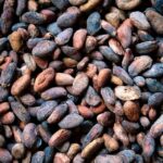 does cacao have lead sources levels and safety