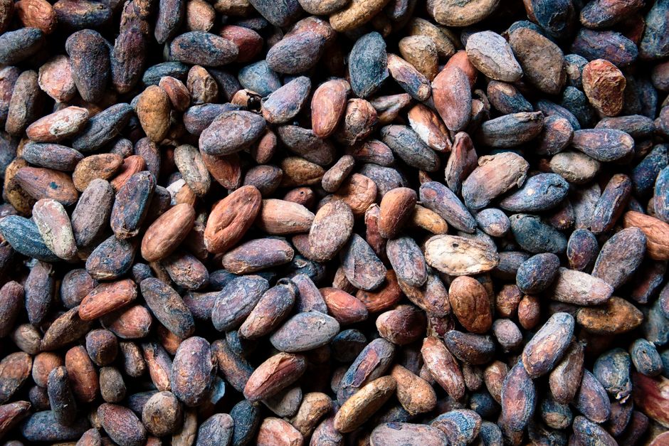 does cacao have lead sources levels and safety